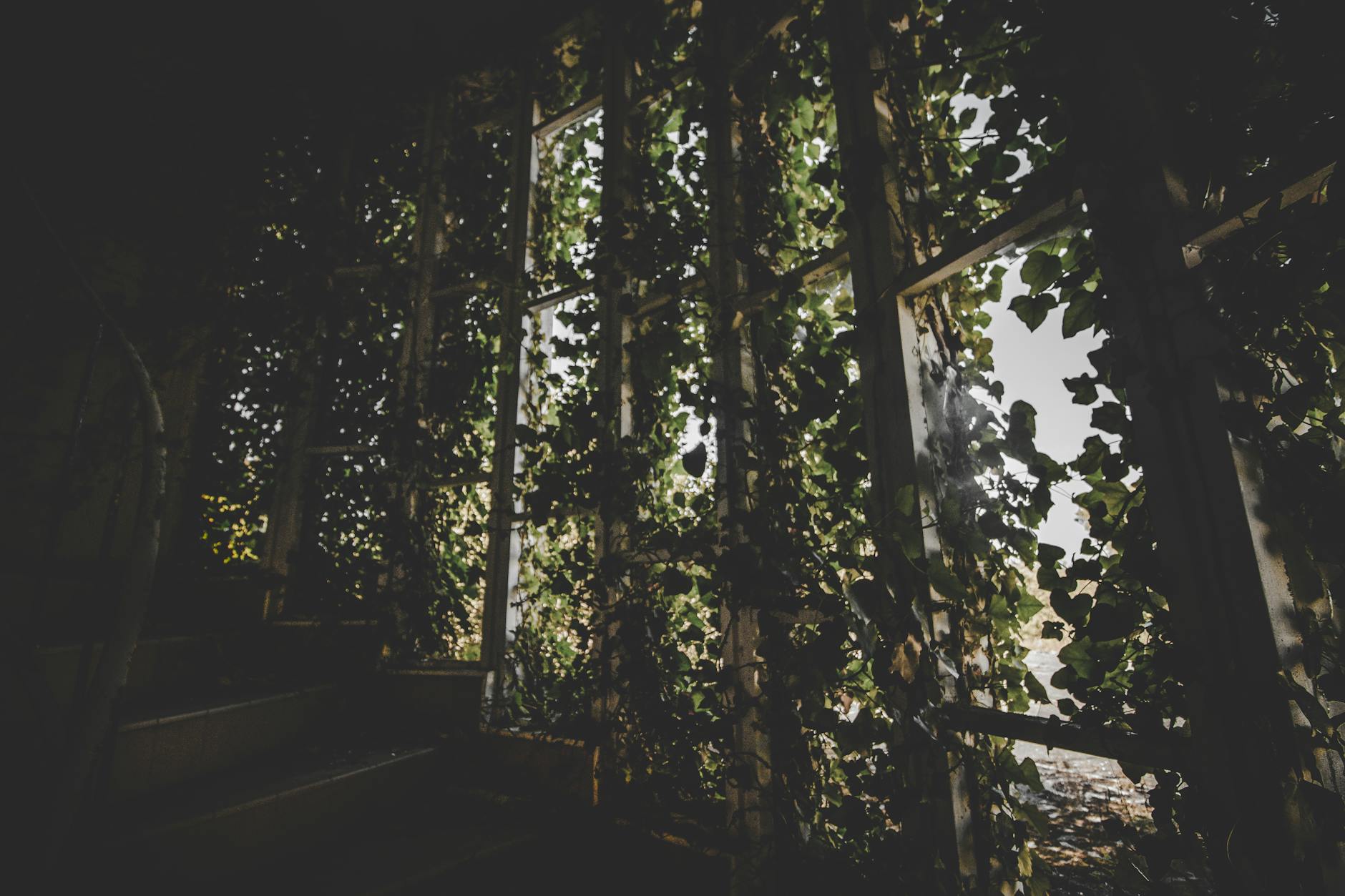 Lush ivy grows over a series of windows and stairs in an abandoned building in Devon, England.
